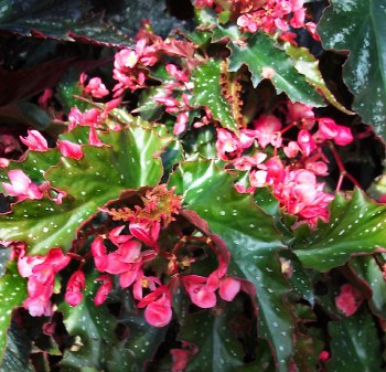 B. ‘Mrs. Miller’